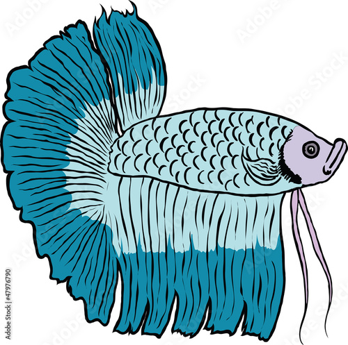 betta fish or Siamese fighting fish isolated on white background