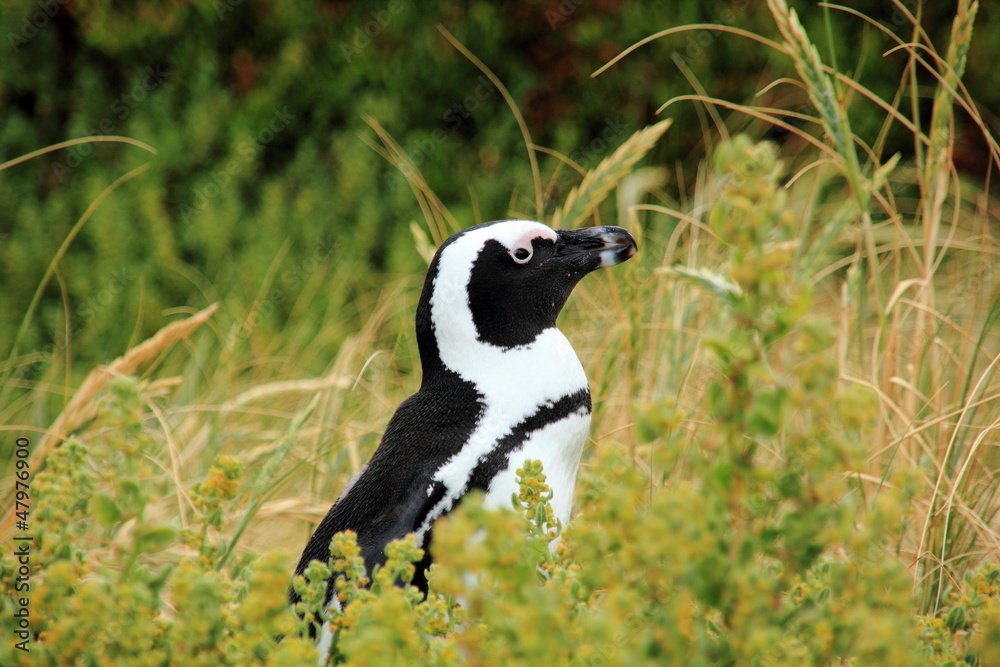 Obraz premium Pinguino del Sudafrica