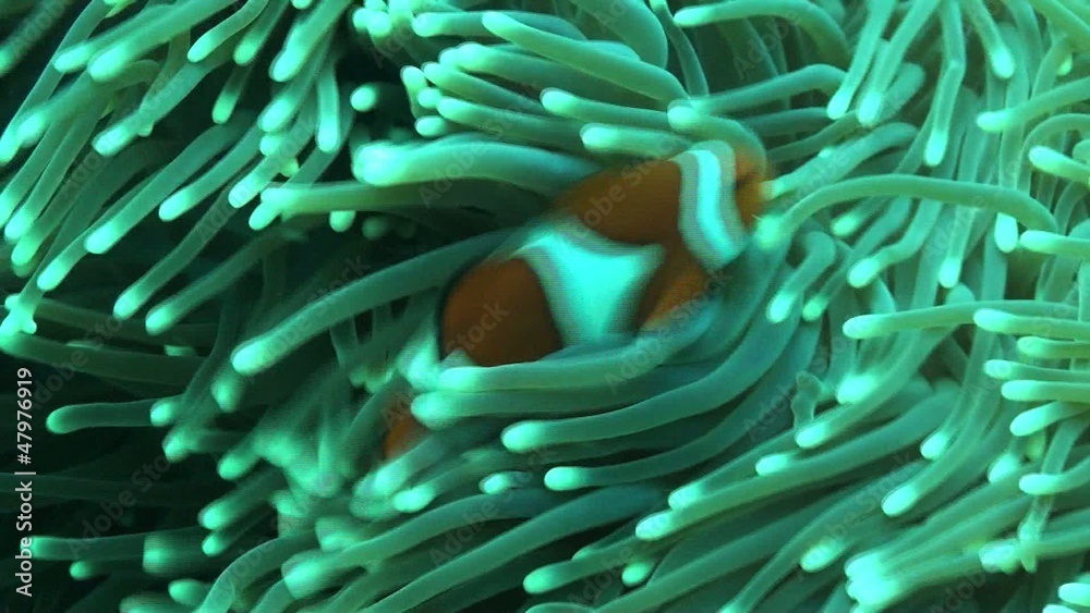 clown anemone fish