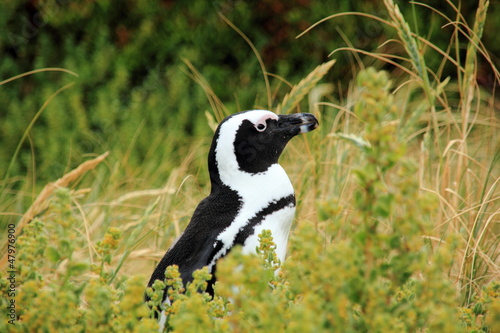 Pinguino del Sudafrica
