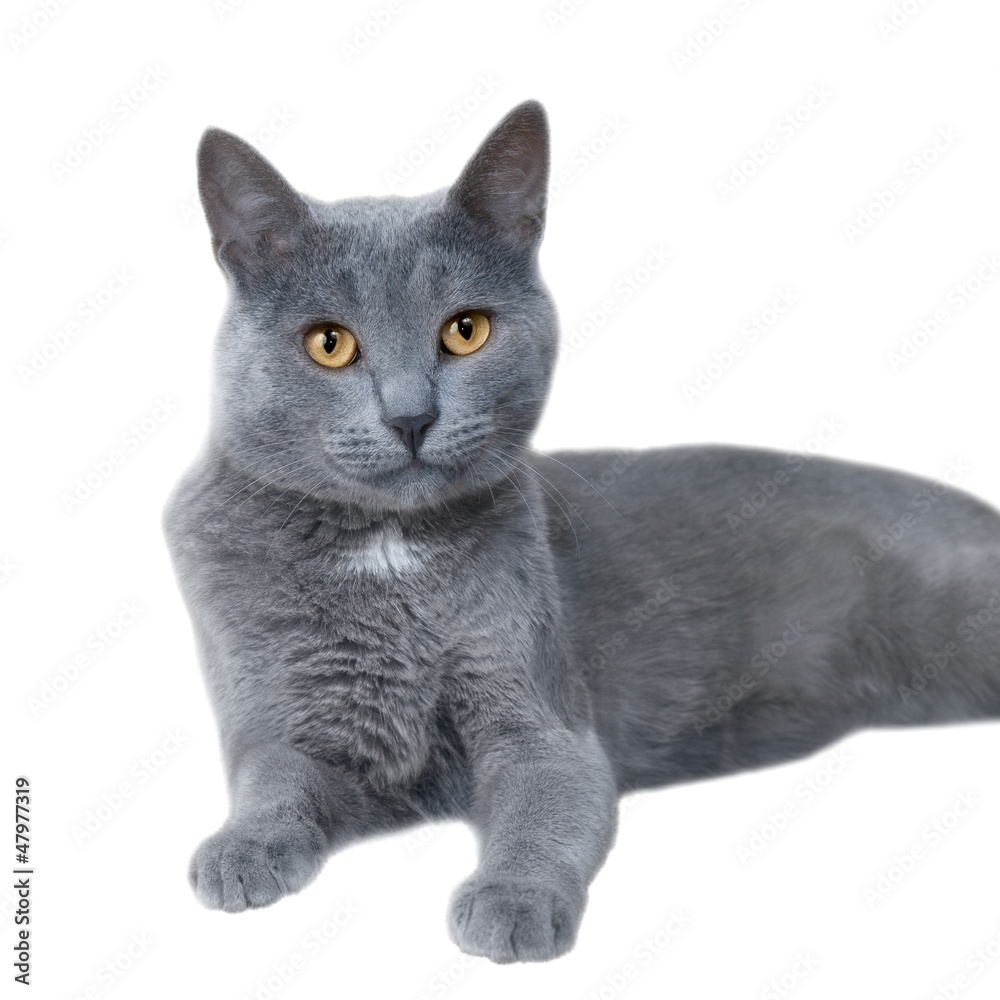 grey cat on the white background