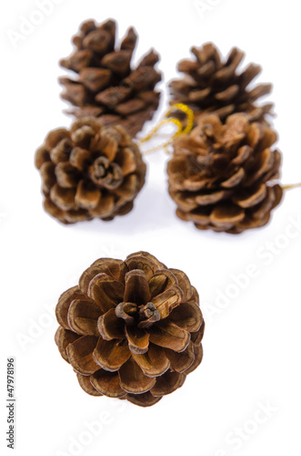 Pinecone