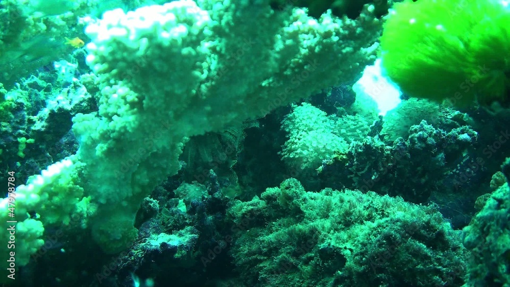 Stone fish attack 2