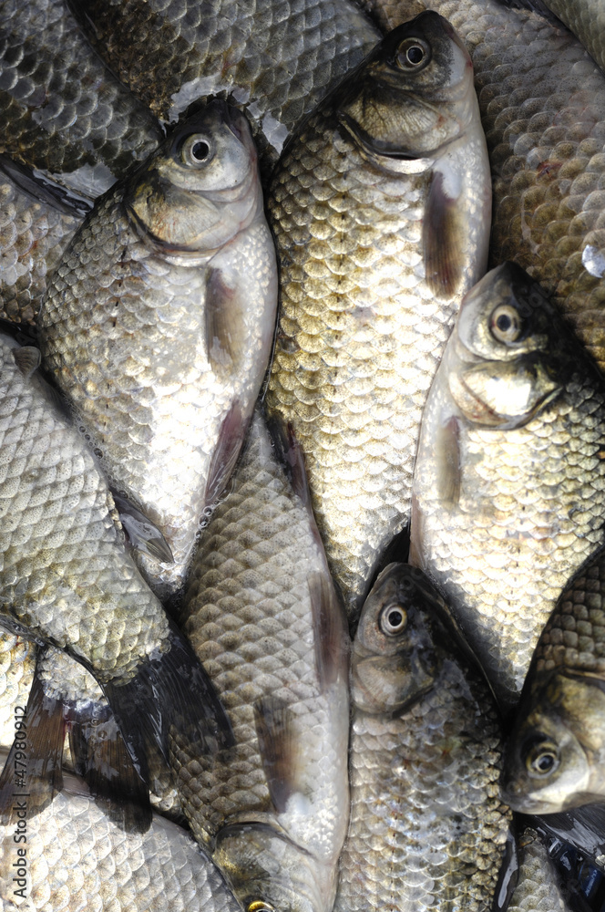 A pile of beautiful sea fishes on a counter A pile of beautiful sea fishes on a counter