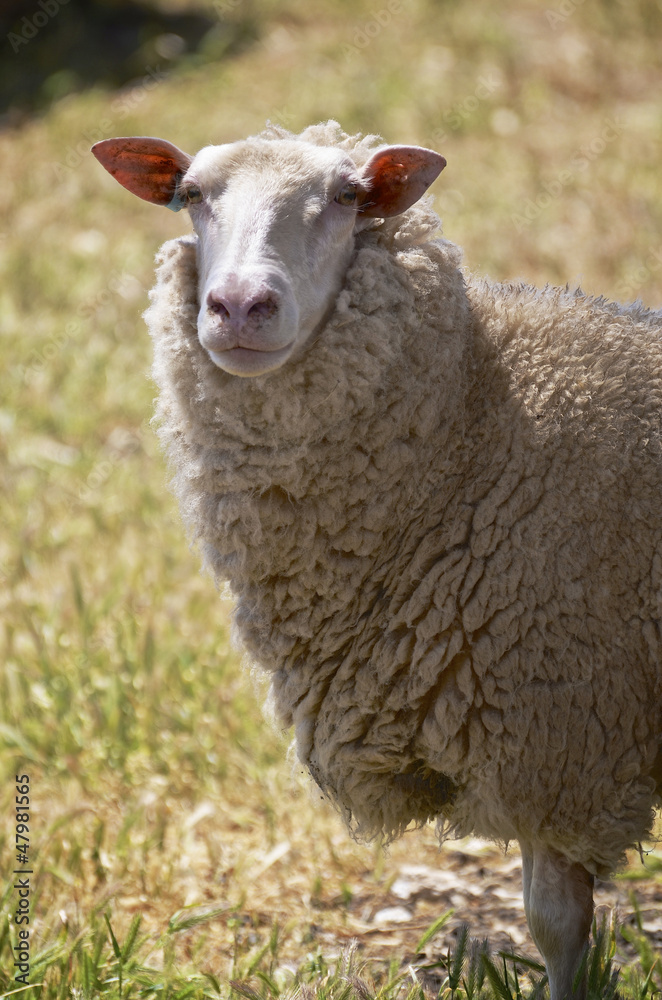 Close up of dairy sheep in Kangaroo Island, South Australia