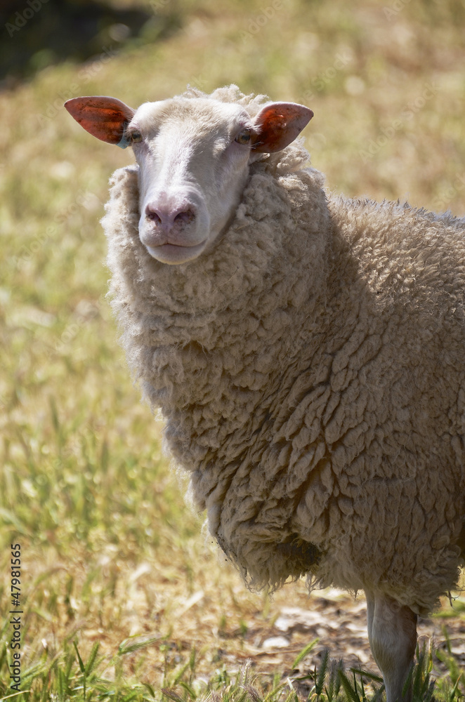 Close up of dairy sheep in Kangaroo Island, South Australia Close up of dairy sheep in Kangaroo Island, South Australia