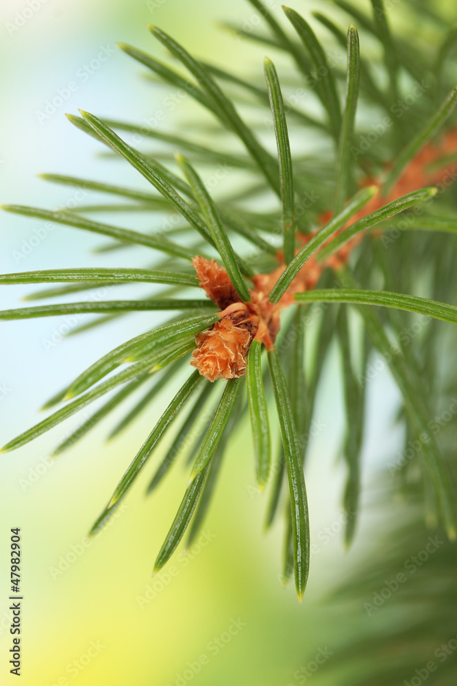 fir tree branch, on green background fir tree branch, on green background