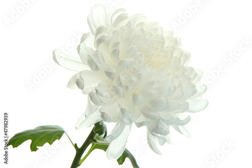 beautiful chrysanthemum flover, close up