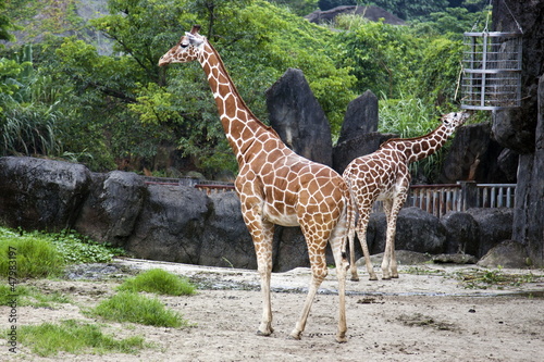 giraffe Giraffa camelopardalis