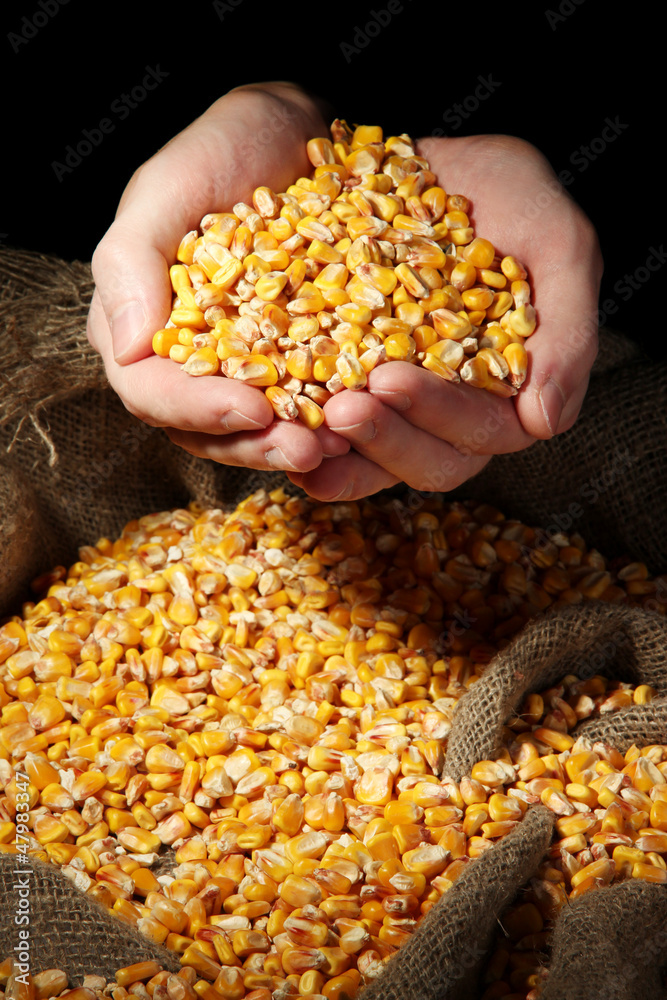 man hands with grain, on yellow corn background man hands with grain, on yellow corn background