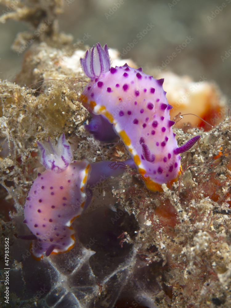 Fototapeta premium Nudibranch Mexichromis macropus