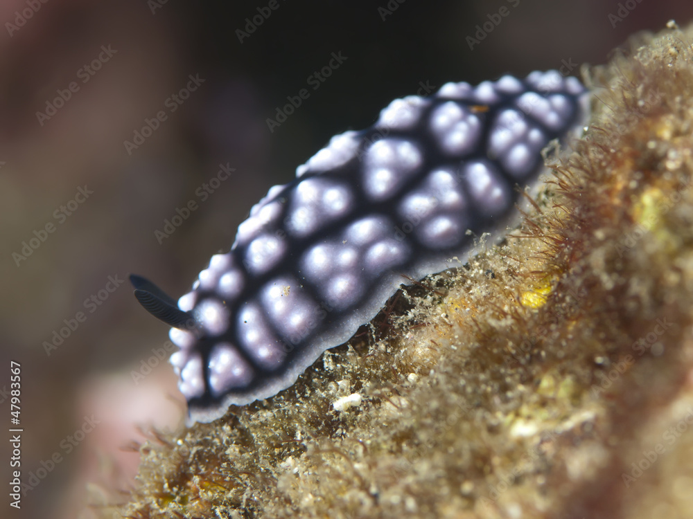 Nudibranch Phylidiella pustulosa Nudibranch Phylidiella pustulosa