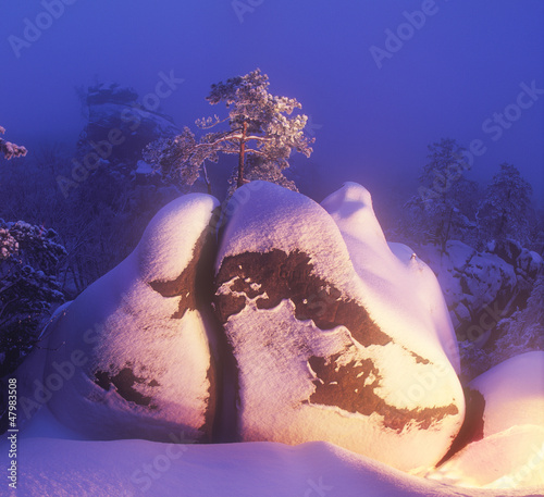 A lone pine tree on rocks photo