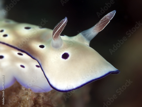 Nudibranch Risbecia tryoni photo