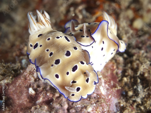 Nudibranch Risbecia tryoni photo