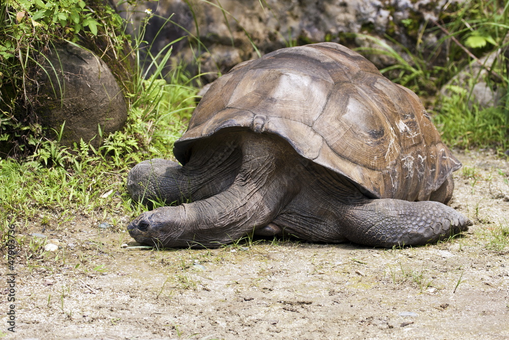 Obraz premium Aldabra Giant Tortoise,Geochelone gigantea