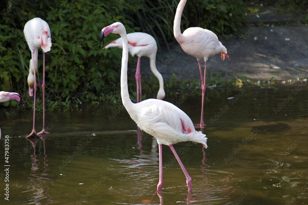 Lesser Flamingo,Phoeniconais minor