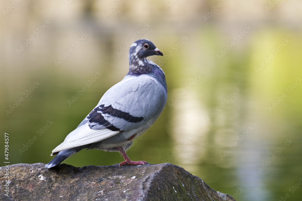 pigeon pigeon
