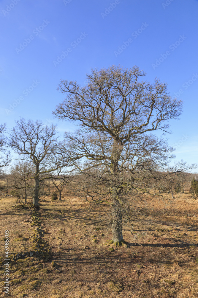Oak tree in spring