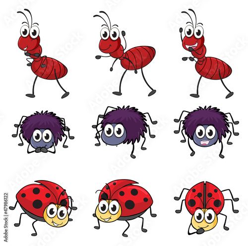 A spider, a ladybug and an ant