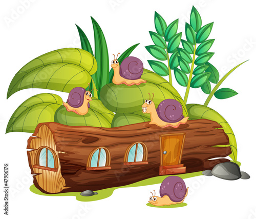 Snails and a wood house