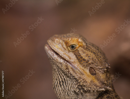 Close-up of Bearded dragons eye  Pogona vitticeps 