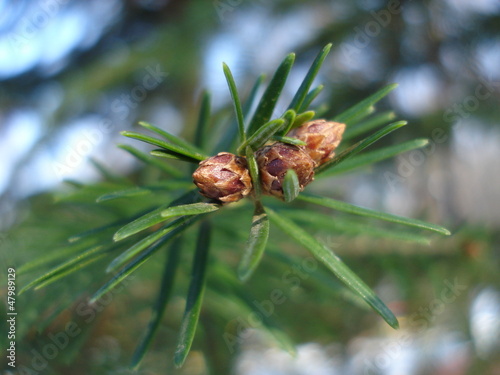 Fir twig photo