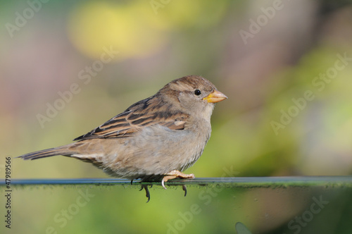 house sparrow on a soft colorful background