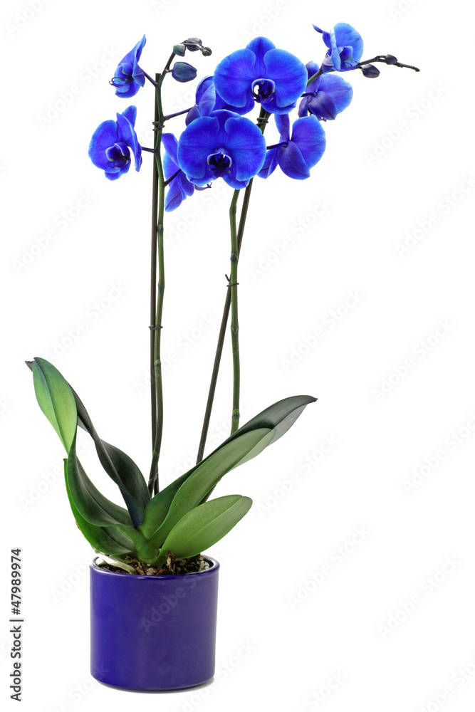 blaue orchidee Stock Photo | Adobe Stock