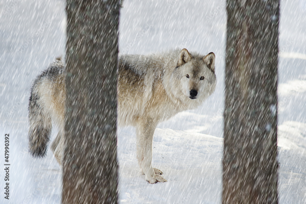 Fototapeta premium Timber wolf