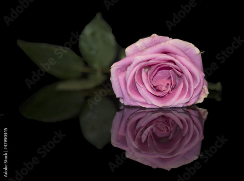 Single flower
