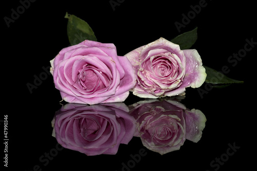 Two pink Roses