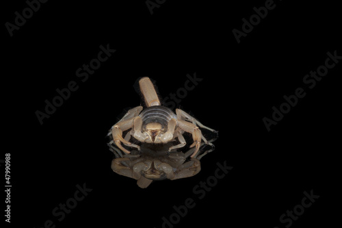 Scorpion