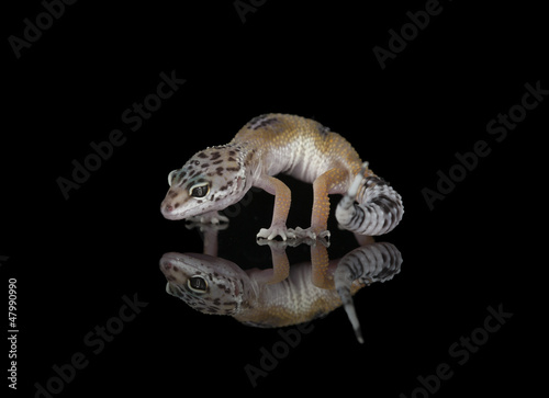 Leopard Gecko & Reflection