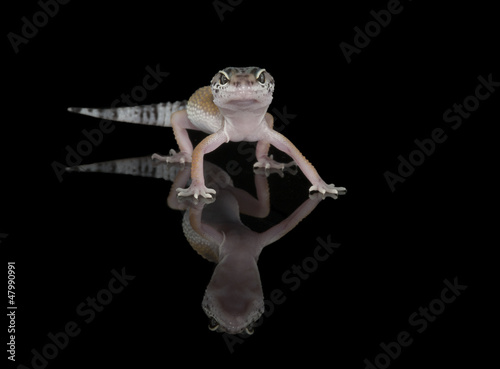 Leopard Gecko