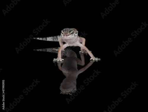 Leopard Gecko & Reflection