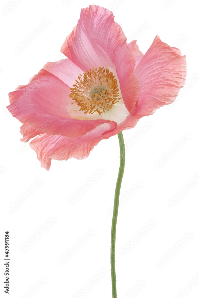 Naklejka premium MAK