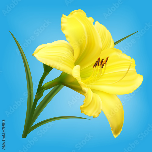 Fototapeta Naklejka Na Ścianę i Meble -  Yellow lily on light blue background, vector