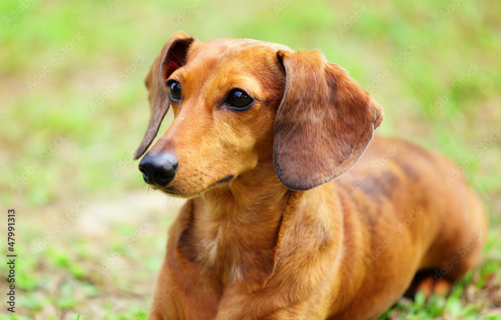 dachshund dog on meadow