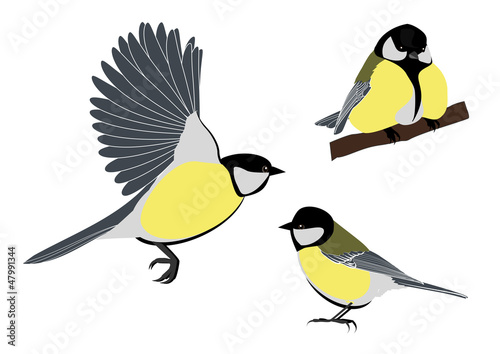 titmouse