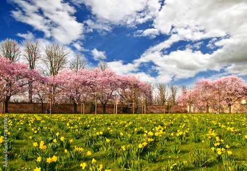 Fr  hlings-Traum  Park mit Japanischer Yoshino-Kirschbl  te