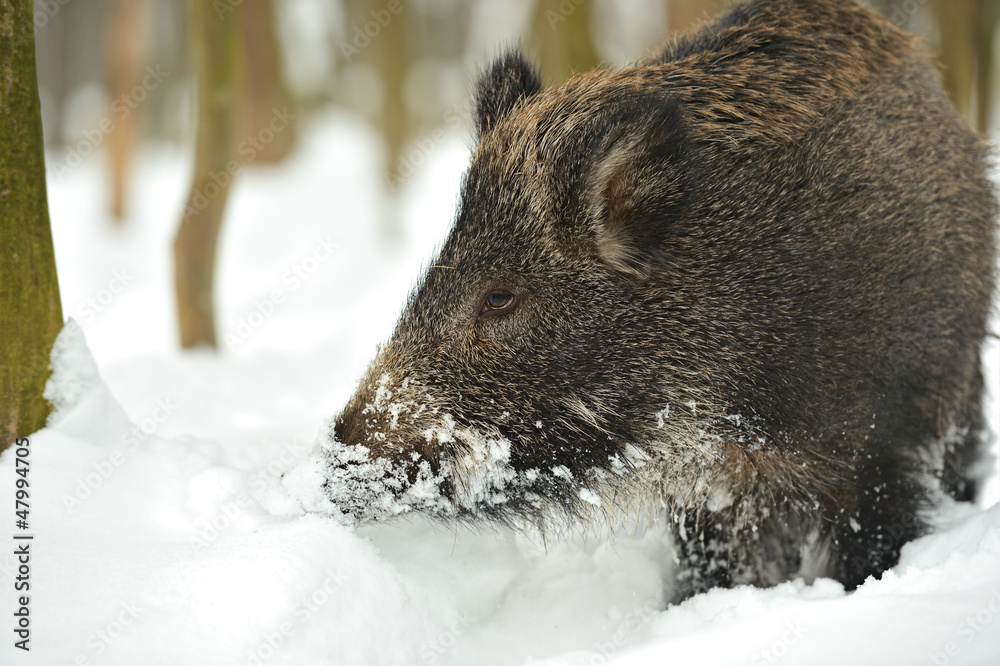 Wild boar in winter