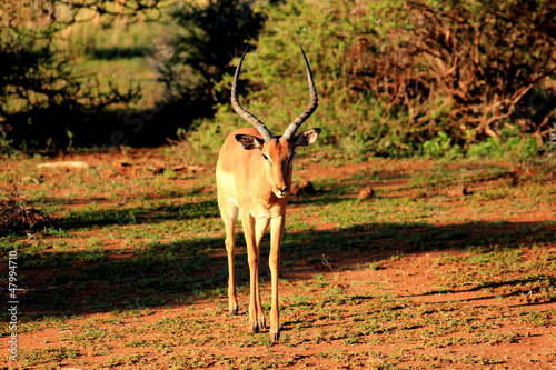 Impala photo