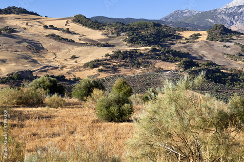 rural Andalusian landscape