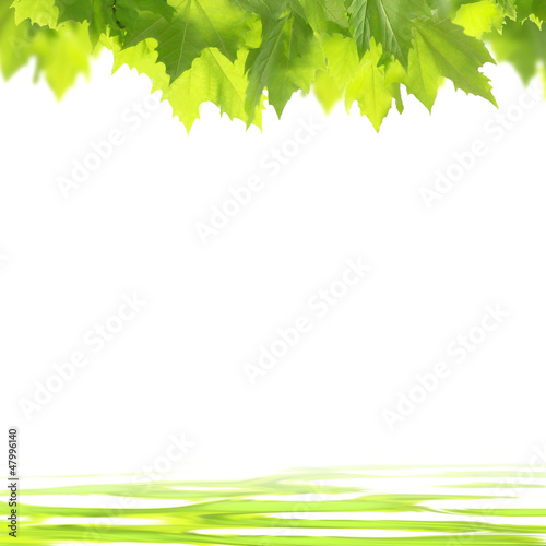 Leaves on a calm water