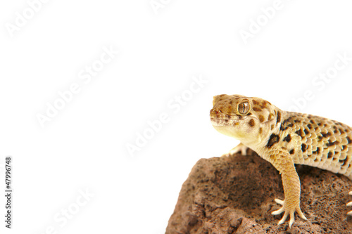 wundergecko gecko lizzard echse reptil tier