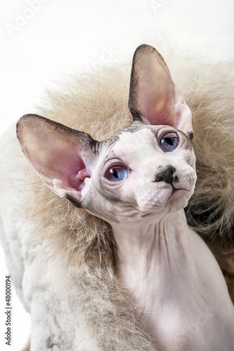 beautiful naked  Canadian Sphynx cat surrounded by fur close-up