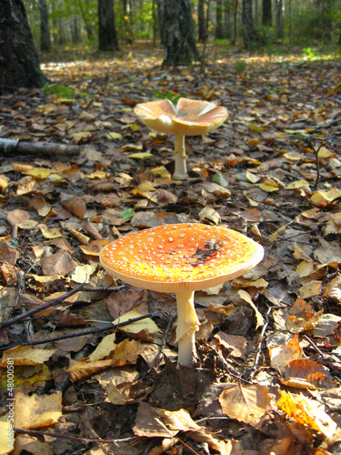eautiful red fly agaric in the forest photo
