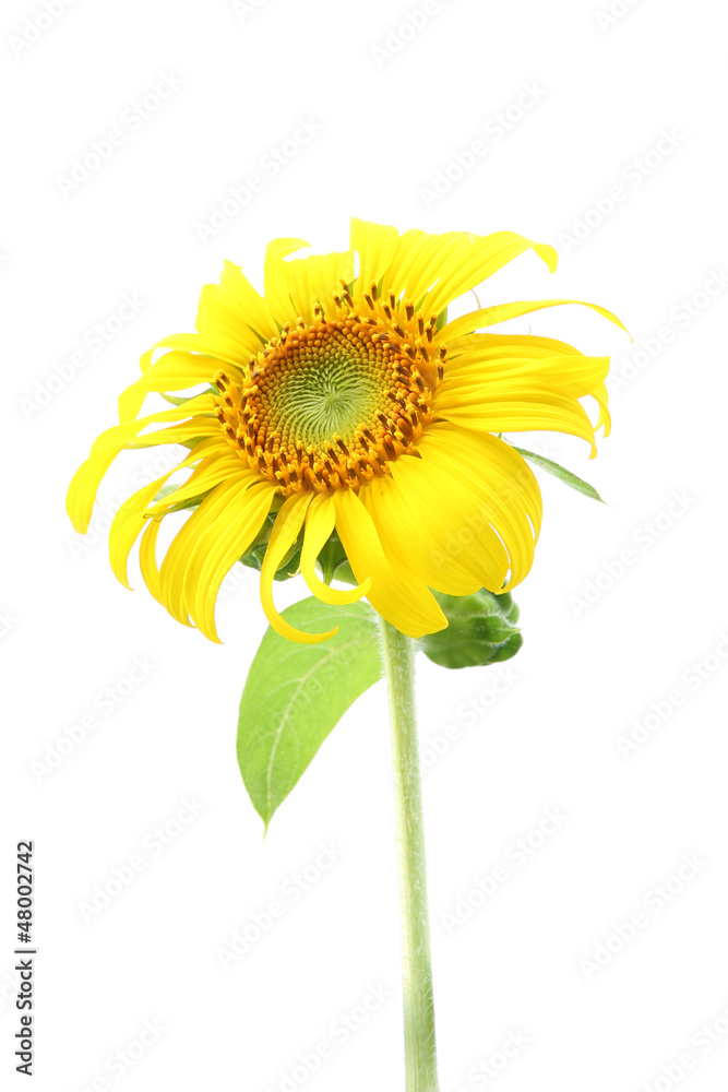 Naklejka premium Single sunflower and leaf isolated on white background.