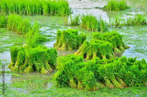 Photos from near the middle of the rice plant.